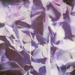 Vintage Lavender Hydrangea